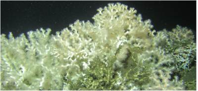 Lophelia off Angola © MARUM, ROV Squid