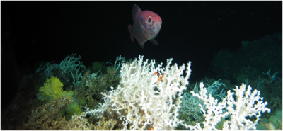 Lophelia off Mexico © MARUM, ROV Cherokee