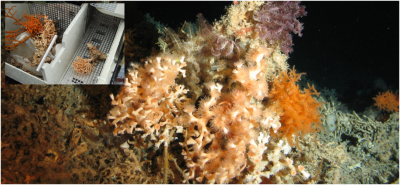 Lophelia partusa