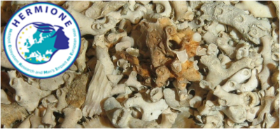 coral rubble