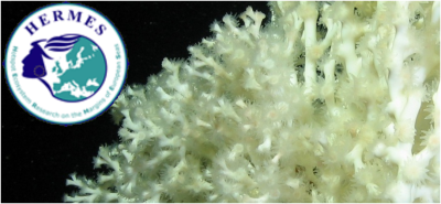 Lophelia pertusa