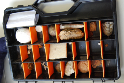 Fossilien im Koffer