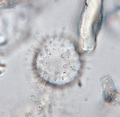 P. dalei ventral view