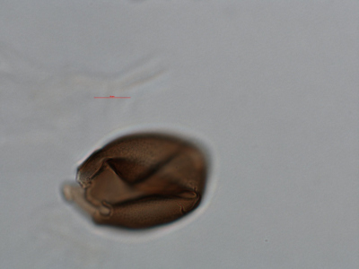 G. catenatum lateral view