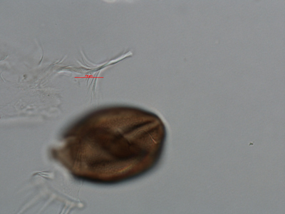 G. catenatum ventral view
