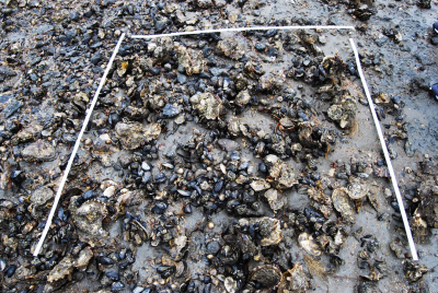 Muscheln Messen