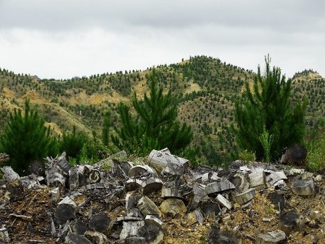 Deforestation