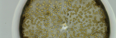 C.wailesii