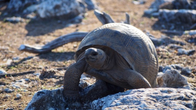 Aldabra giant tortoise