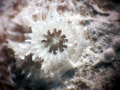 Coral Spat