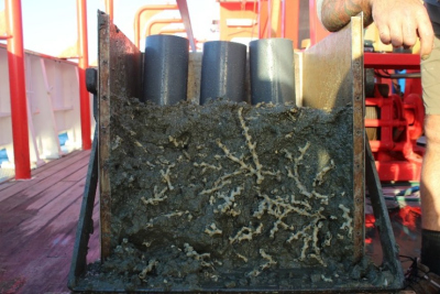 Seitenansicht eines Großkastengreifers mit Korallenfragmenten, der an einem Kaltwasserkorallen-Mound gewonnen wurde (Foto: Janina Bösche)