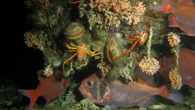 Die Kaltwasserkorallenriffe vor Mauretanien dienen Fischen, Krebsen, Muscheln und vielen anderen Bewohnern als Lebensraum. (Foto: Tomas Lundälv)