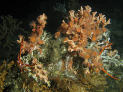 Die Steinkoralle Lophelia pertusa in einem Canyon vor der Mauretanischen Küste (Foto: Tomas Lundälv)