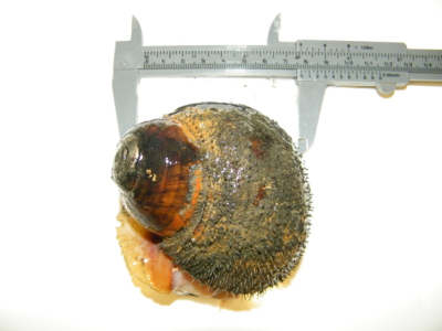 Schnecke „Alviniconcha“ von aktiven hydrothermalen Quellen in Niua South (D. Ernst, Jacobs University)