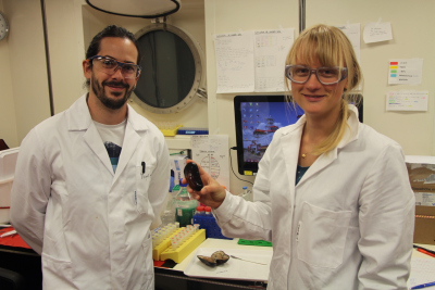 Miguel Ángel González Porras und Merle Ücker vom Max-Planck-Institut für Marine Mikrobiologie in Bremen mit zwei der Bathymodiolus Muscheln im Labor. Foto: C. Kleint, Jacobs University