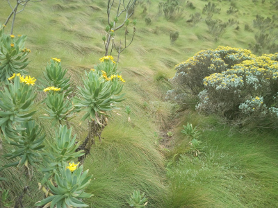 grass