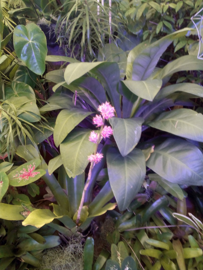 plants