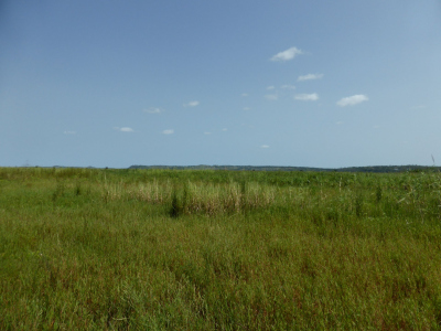 grass