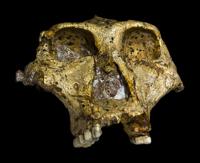 The original complete skull of a 1.8 million years old Paranthropus robustus discovered in South Africa. Collection of the Transvaal Museum, Northern Flagship Institute, Pretoria South Africa. Photo: José Braga, Didier Descouens; Ditsong National Museum of Natural History; licensed under CC BY-SA 4.0 (https://creativecommons.org/licenses/by-sa/4.0/deed.en)