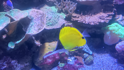 Longnose butterfly fish at the Conference dinner in the Aquarium tropical du Palais de la Porte dorée