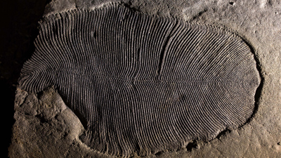 Organically preserved Dickinsonia fossil from the White Sea area of Russia. Photo: Australian National University