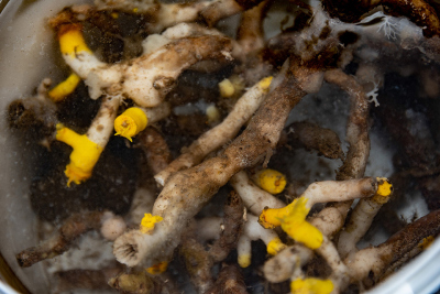 Lebende Steinkoralle (Eguchipsammia c.f. cornucopia)mit dem Backengreifer aus 314 m Wassertiefe geborgen.