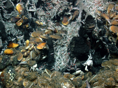 HydrothermalVent_07