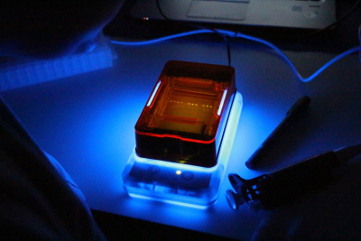 DNA zum Leuchten gebracht. Foto: Andrea Schröder-Ritzrau, IUP Heidelberg