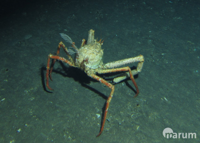 Eine Trägerkrabbe der Gattung Paromola mit einer Oktokoralle auf dem Rücken. Foto: MARUM - Zentrum für Marine Umweltwissenschaften, Universität Bremen