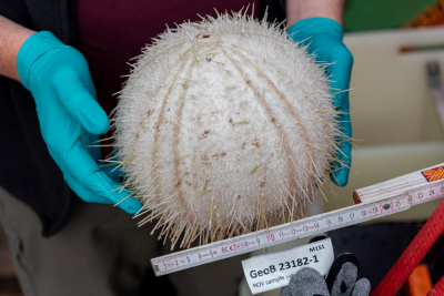 Der Fußball-große Seeigel. Foto: Foto: MARUM - Zentrum für Marine Umweltwissenschaften, Universität Bremen, V. Diekamp