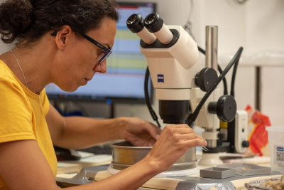 Die gewonnene Ausbeute wird von den Wissenschaftlerinnen unter die Lupe genommen. Foto: MARUM – Zentrum für Marine Umweltwissenschaften, Universität Bremen; V. Diekamp