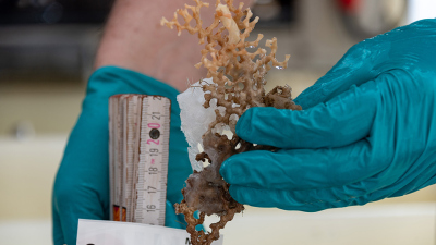 Die Sensation am Kleinen Meteor Tiefseeberg: lebende Madrepora oculata. Foto: MARUM – Zentrum für Marine Umweltwissenschaften, Universität Bremen; V. Diekamp