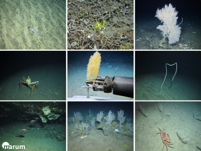 (c) MARUM ROV Squid