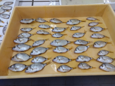 Juvenile two-banded seabream (Diplodus vulgaris), caught with a beach seine in the Ria Formosa lagoon in summer 2018.