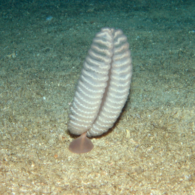 Seefeder (Foto: MARUM – Zentrum für Marine Umweltwissenschaften, Universität Bremen, ROV MARUM-CHEROKEE)