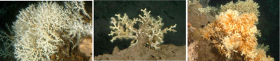 corals