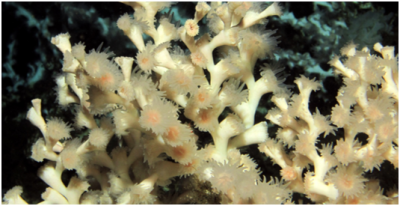 corals
