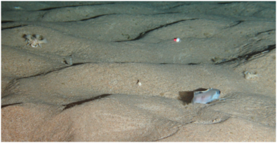 sedimentology