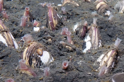 Chemosynthetically living clams. Photo: MARUM – Center for Marine Environmental Sciences, University of Bremen