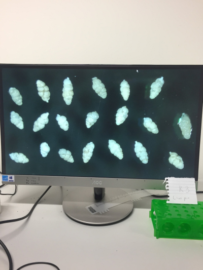 Foraminifera