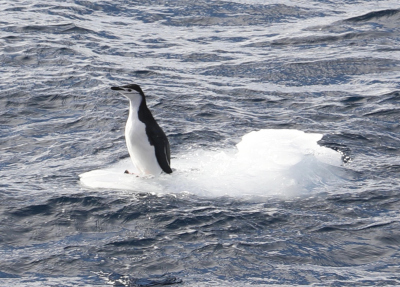 Chinstrap pengui. Photo Natascha Riedinger
