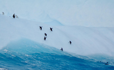 Penguins being washed up by a wave’s high to an an iceberg following by a steep climb. Photo: Carsten Zillgen