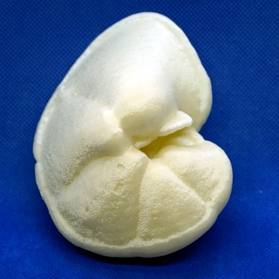 Globorotalia tumida