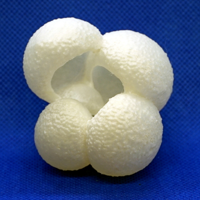Globigerina bulloides
