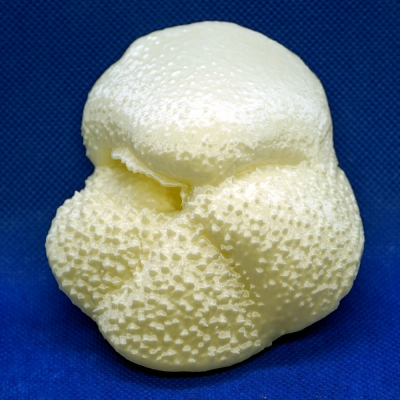 Globorotalia hirsuta