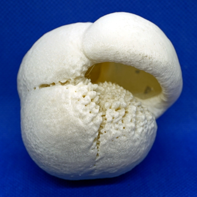 Globorotalia inflata