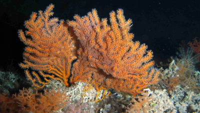 Kaltwasserkorallen vor Irland in 720 Meter Wassertiefe. Foto: MARUM - Zentrum für Marine Umweltwissenschaften, Universität Bremen