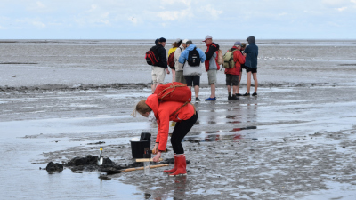 During the summer academy of the MARUM UNISchullabors pupils take samples in the Watt near Sahlenburg. Photo: MARUM – Center for Marine Environmental Sciences, University of Bremen; M. Pätzold