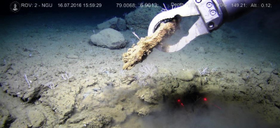 With the help of the remotely operated submersible vehicle Ægir 6000, geologists collect seep-carbonate samples from the seafloor at a water depth of 1200 m on the Vestnesa Ridge west of Svalbard. Photo: NORCRUST