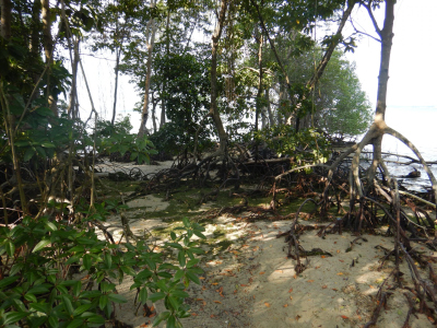 Mangroves in Sungei Buloh Wetlands Reserve